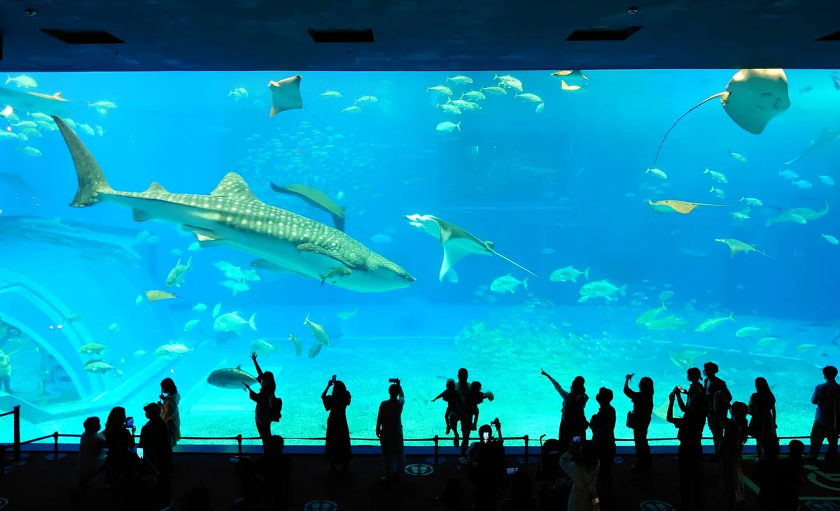 A whale shark and rays above visitor silhouettes at Churaumi Aquarium