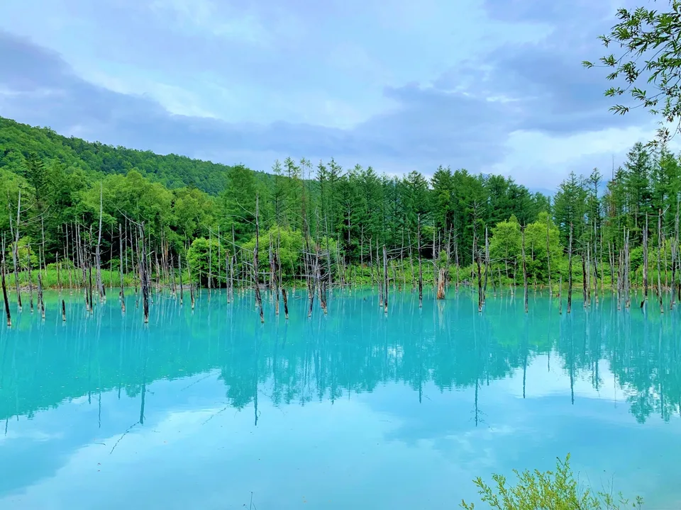 Turquoise water and standing tree trunks at Shirogane Blue Pond in Biei