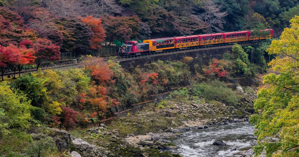 A red and yellow Sagano Romantic Train travels beside the Hozu River among autumn-colored trees