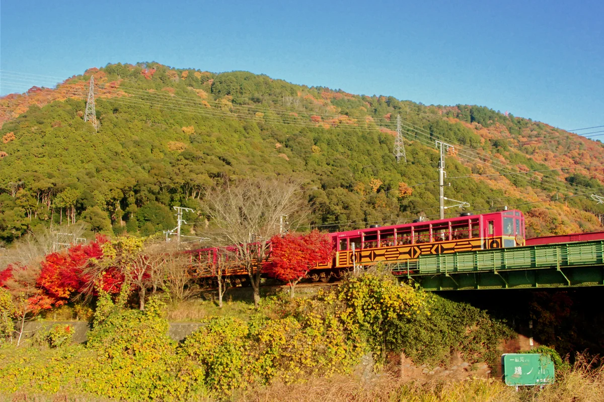 Red and yellow Sagano Romantic Train carriages pass autumn trees beneath a wooded hillside