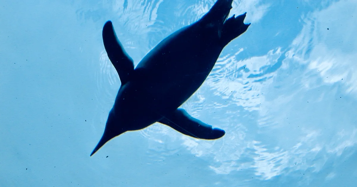 A penguin swimming overhead in the underwater viewing area at Asahiyama Zoo