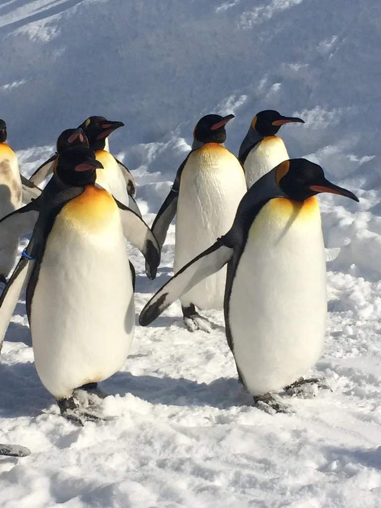 King penguins standing and walking on snow at Asahiyama Zoo