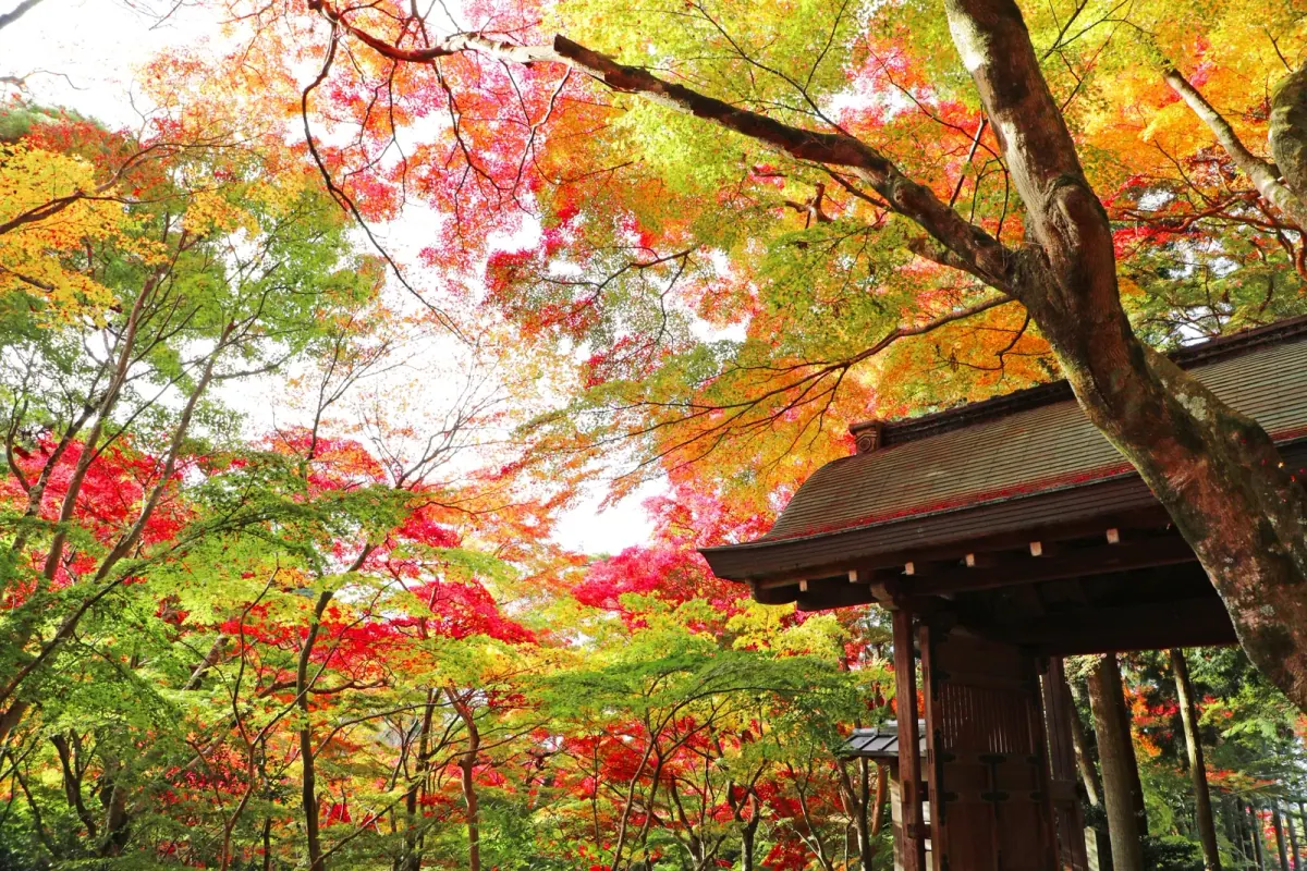 Temple gate surrounded by vivid autumn maples at Zuihoji Park in Arima Onsen