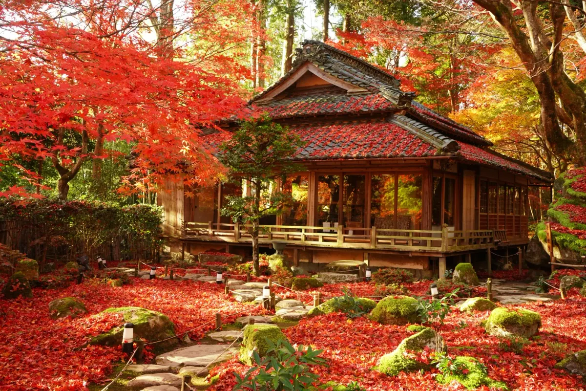 Crimson fallen maple leaves around the moss garden at Kyorinbo