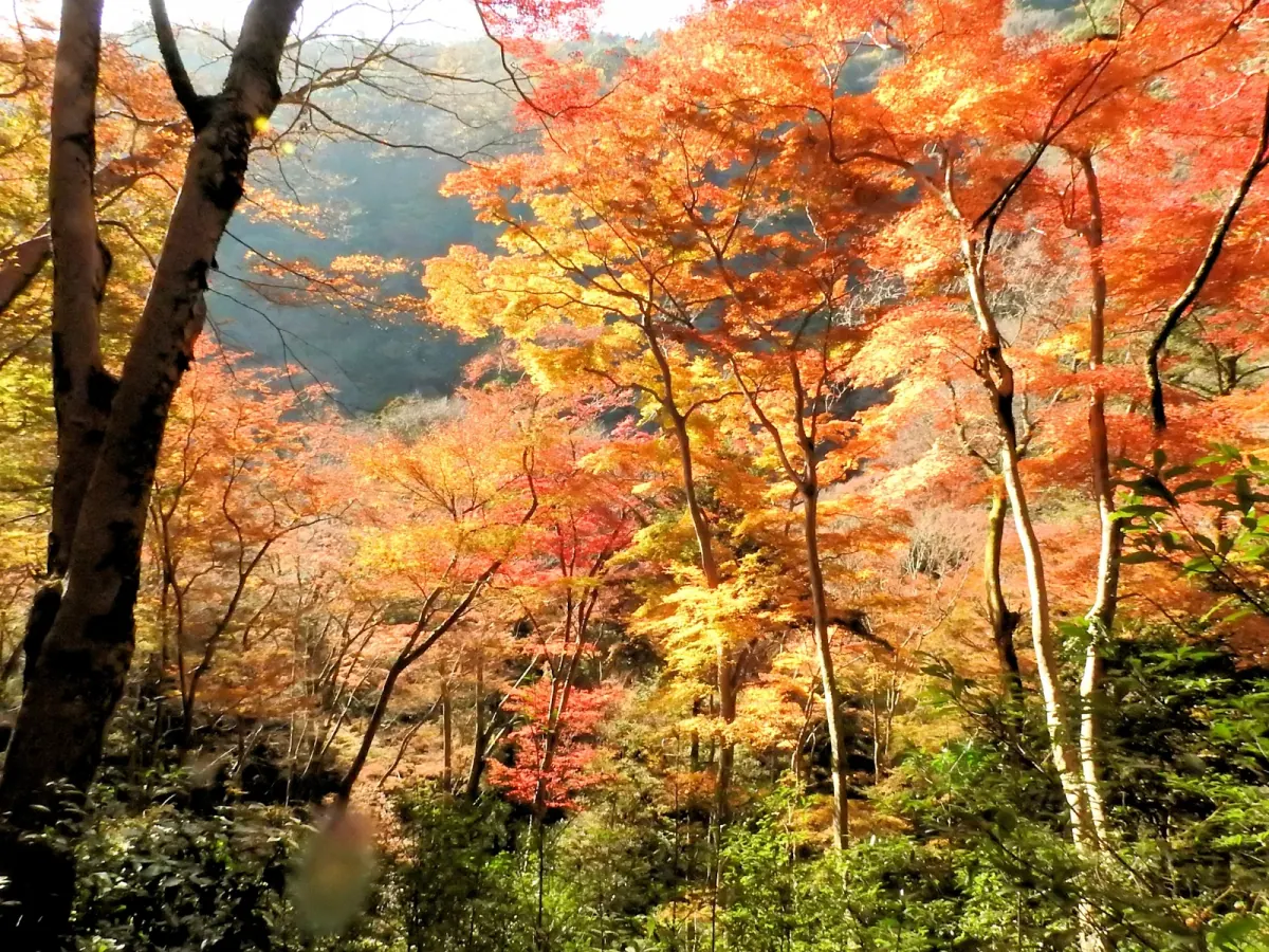 Sunlight through the autumn forest in Minoh Park
