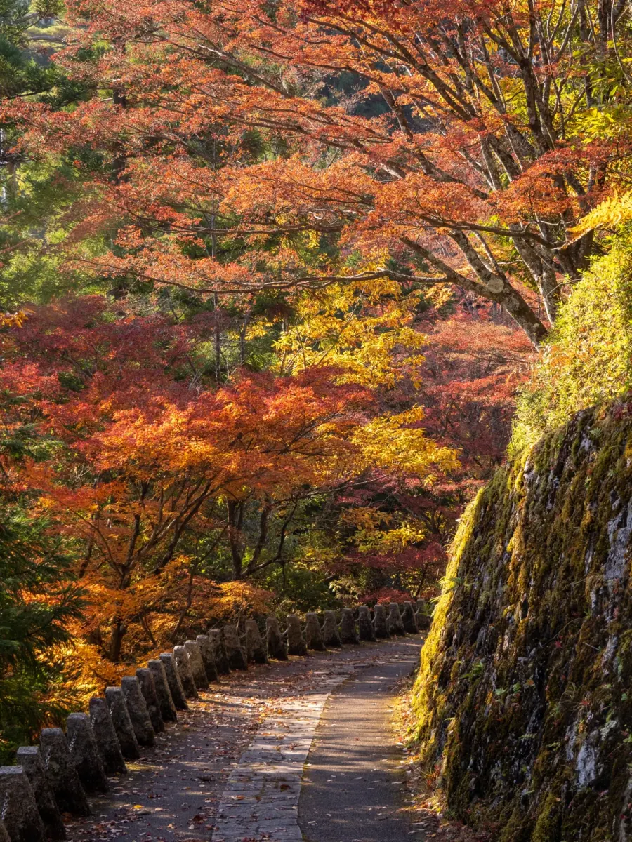 Maple-lined mountain path on Mt. Yoshino in autumn