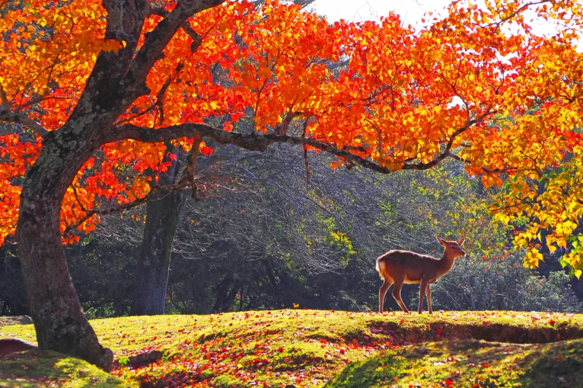 Nara deer standing beneath orange autumn leaves