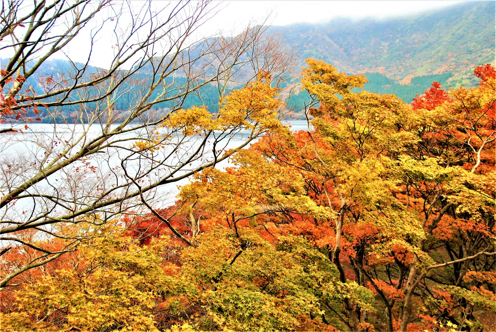 Gold and red maple leaves along Lake Ashi in Hakone