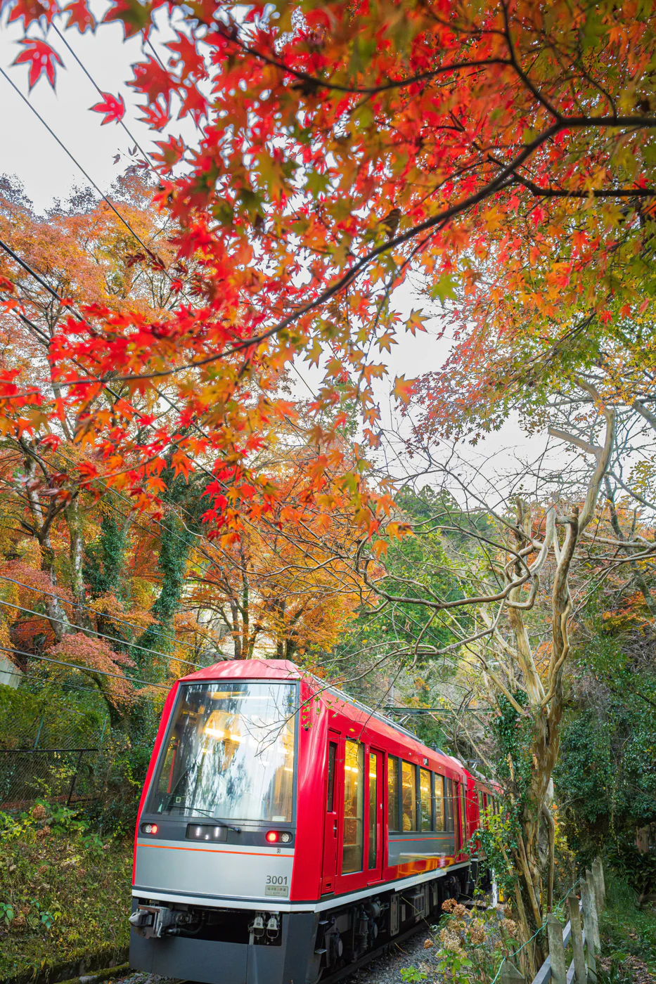Red Hakone Tozan train passing through autumn maple trees