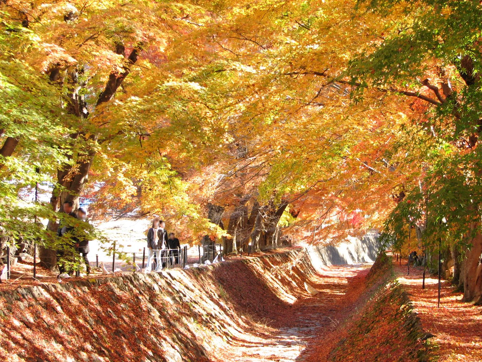 Visitors walking beneath autumn maples at Kawaguchiko Maple Corridor
