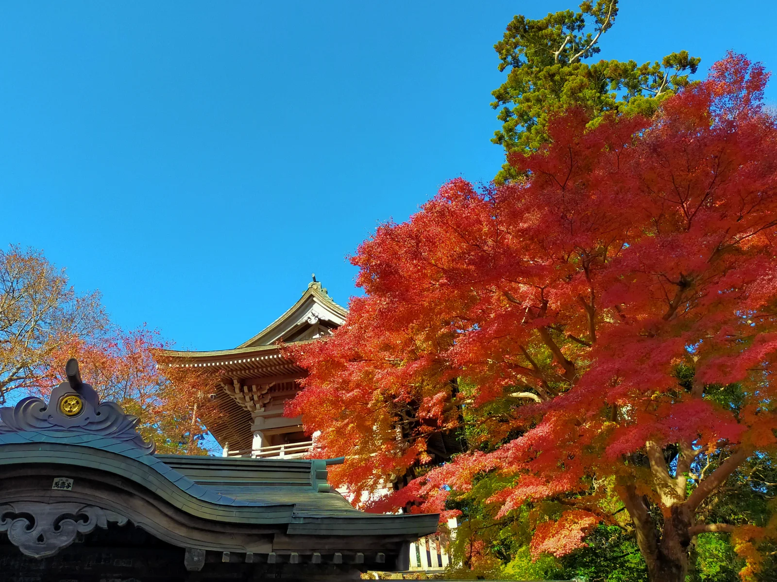 Brilliant red maple leaves beside Yakuoin Temple on Mt. Takao