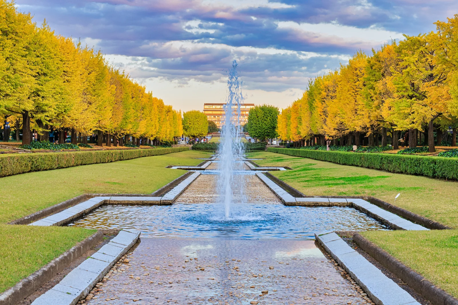 Long ginkgo avenue and fountain at Showa Kinen Park in autumn