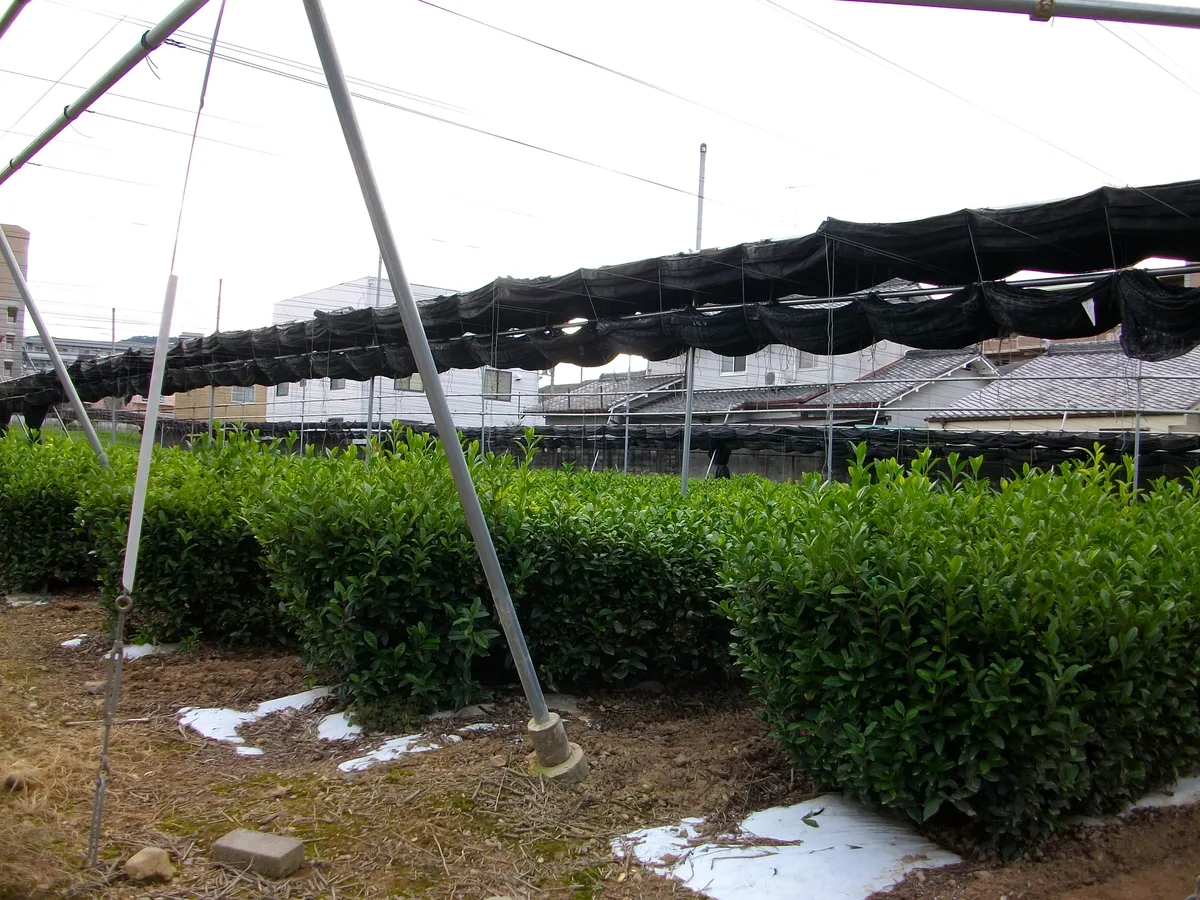 Tea plants growing beneath cultivation shades in Kowata, Uji