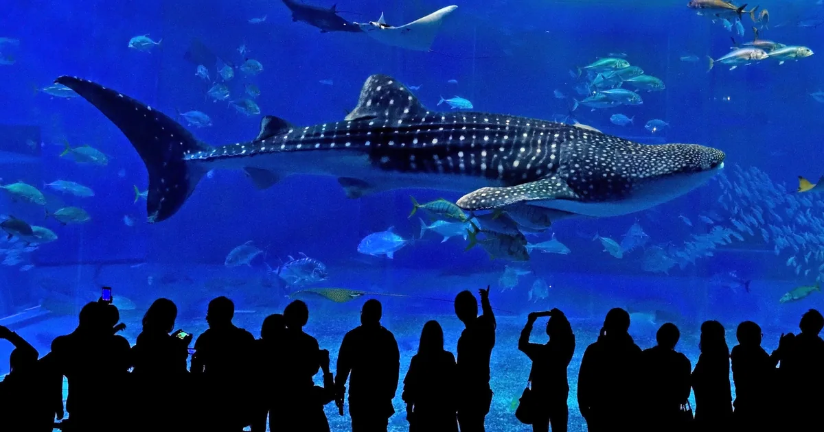 Churaumi Aquarium and Bise: A Northern Okinawa Day Trip