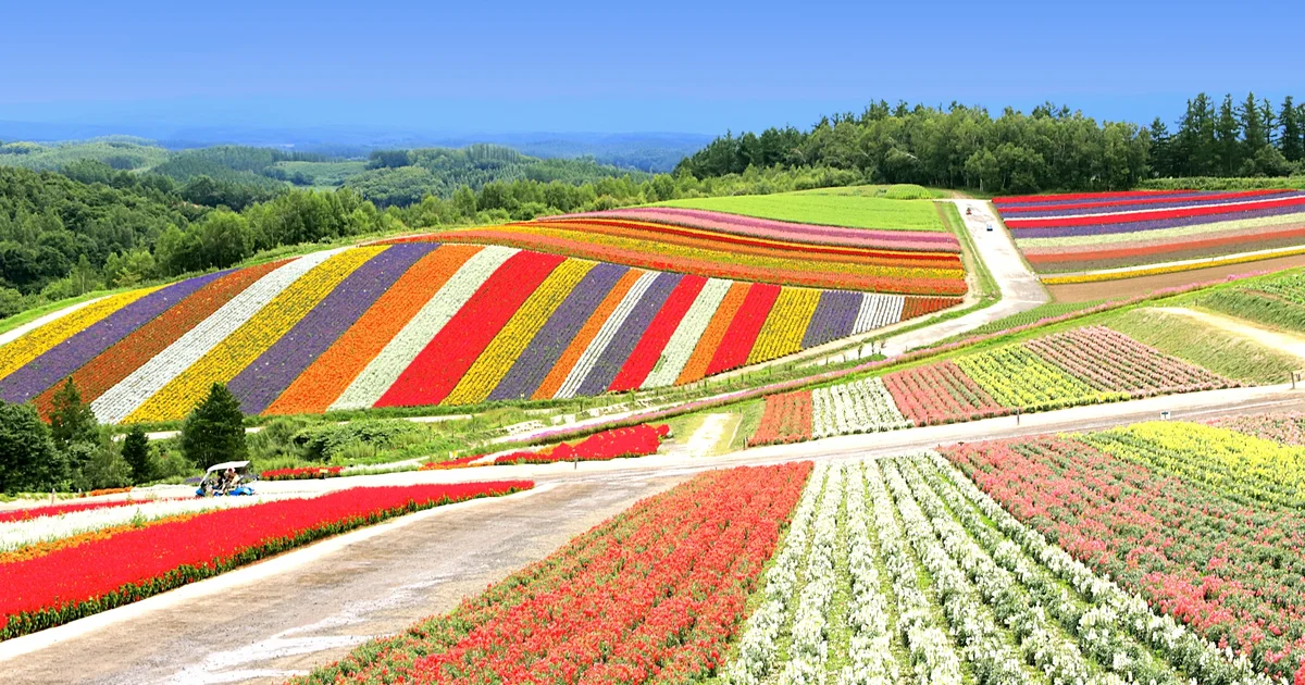 Broad bands of colorful flowers across the slopes of Shikisai-no-oka