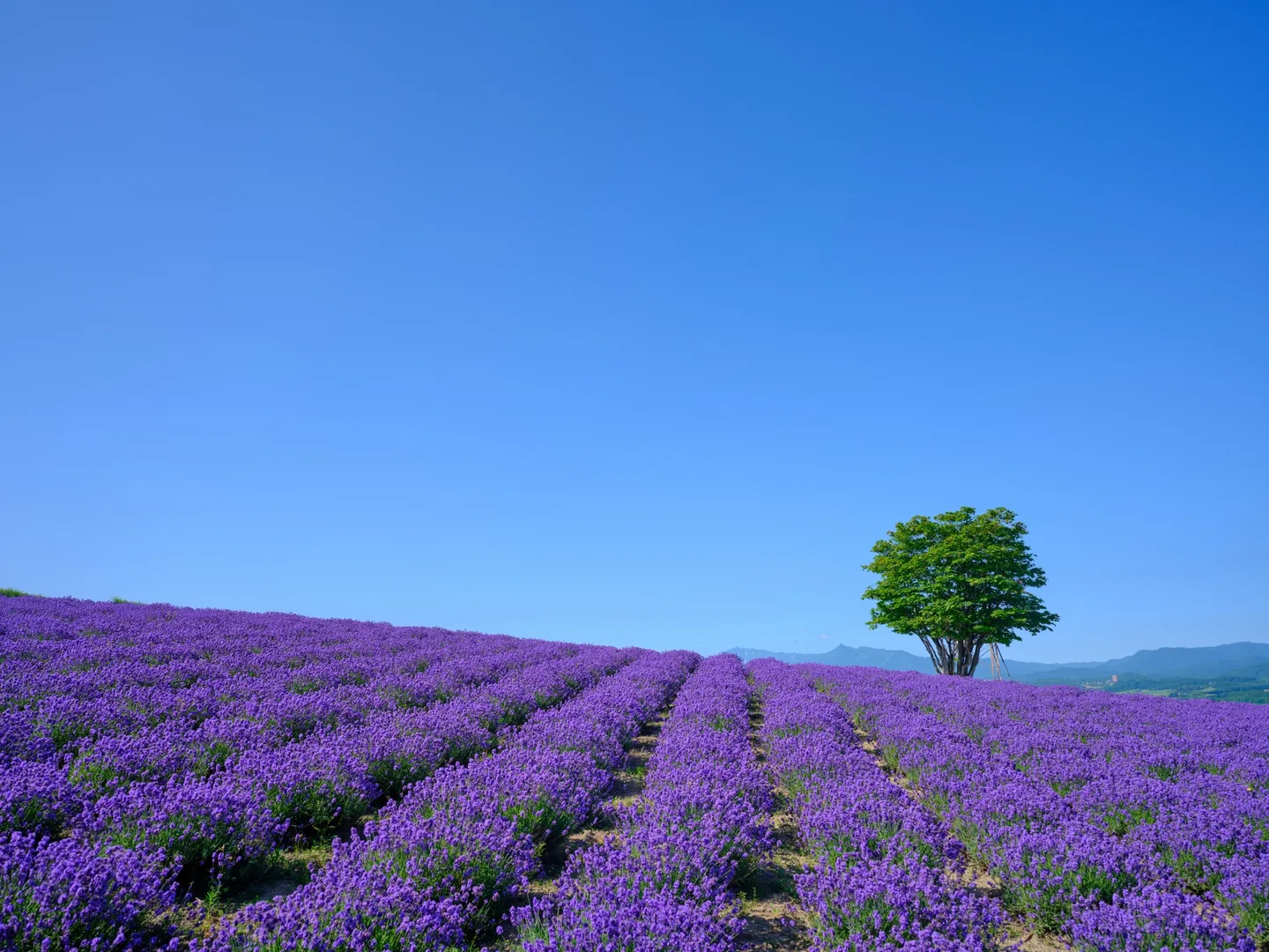 Rows of purple lavender and a single tree at Hinode Park