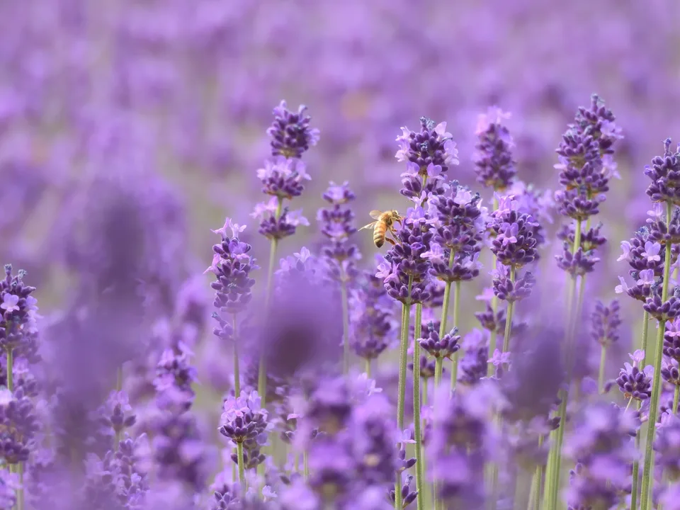 A bee among purple lavender flowers