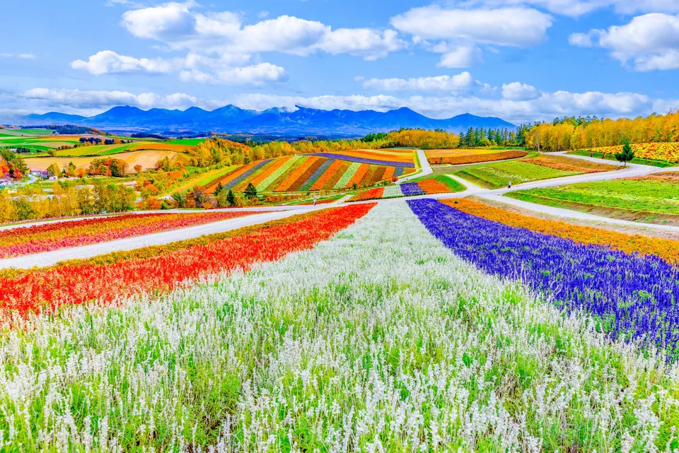 Colorful rows of autumn flowers across Shikisai-no-oka