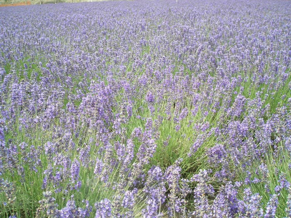 Rows of pale purple lavender at Farm Tomita