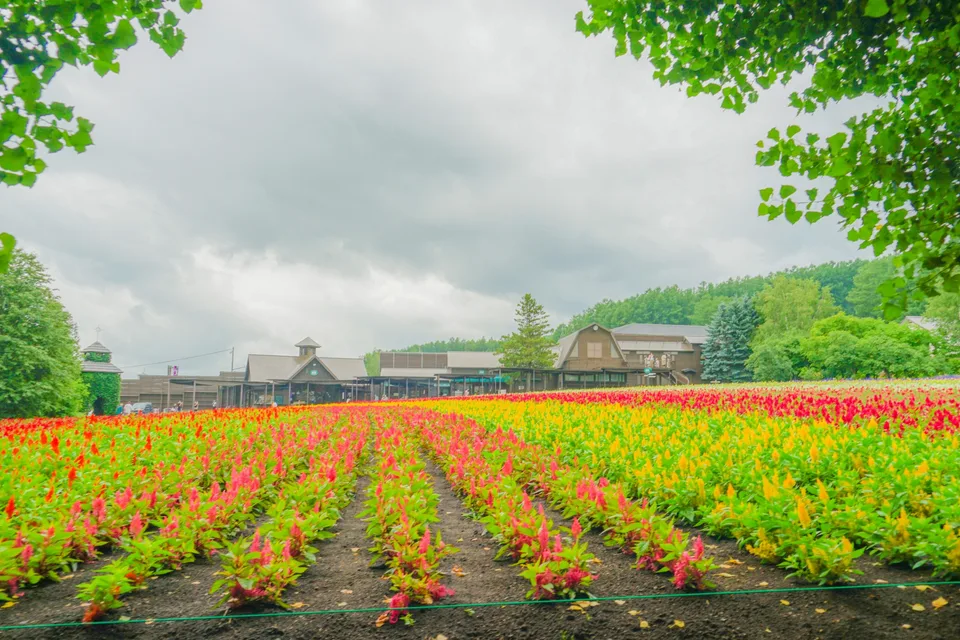 Mixed flower beds and garden buildings at Farm Tomita