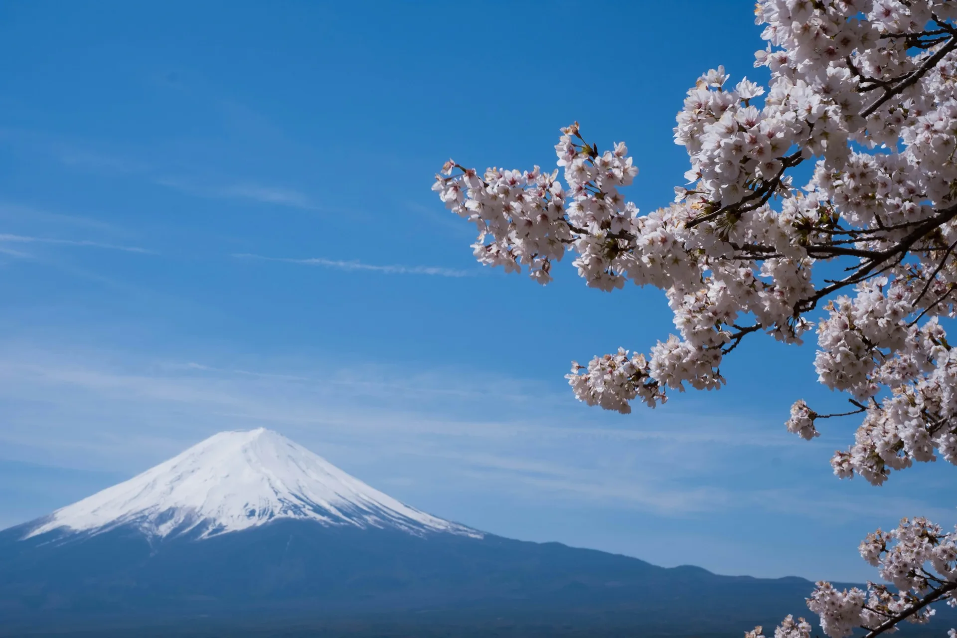 Mount Fuji with cherry blossoms in spring