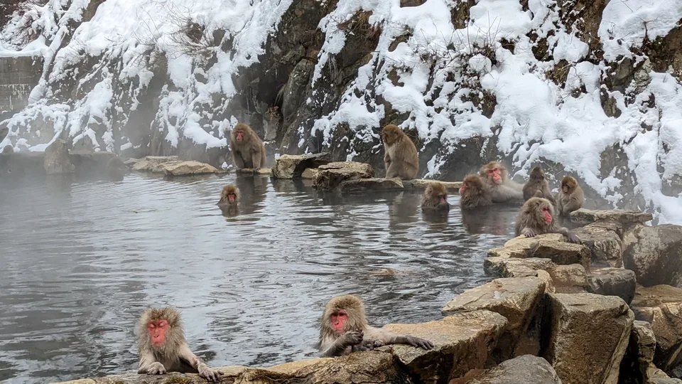 Japanese macaques around a rock-edged pool below a snowy hillside at Jigokudani