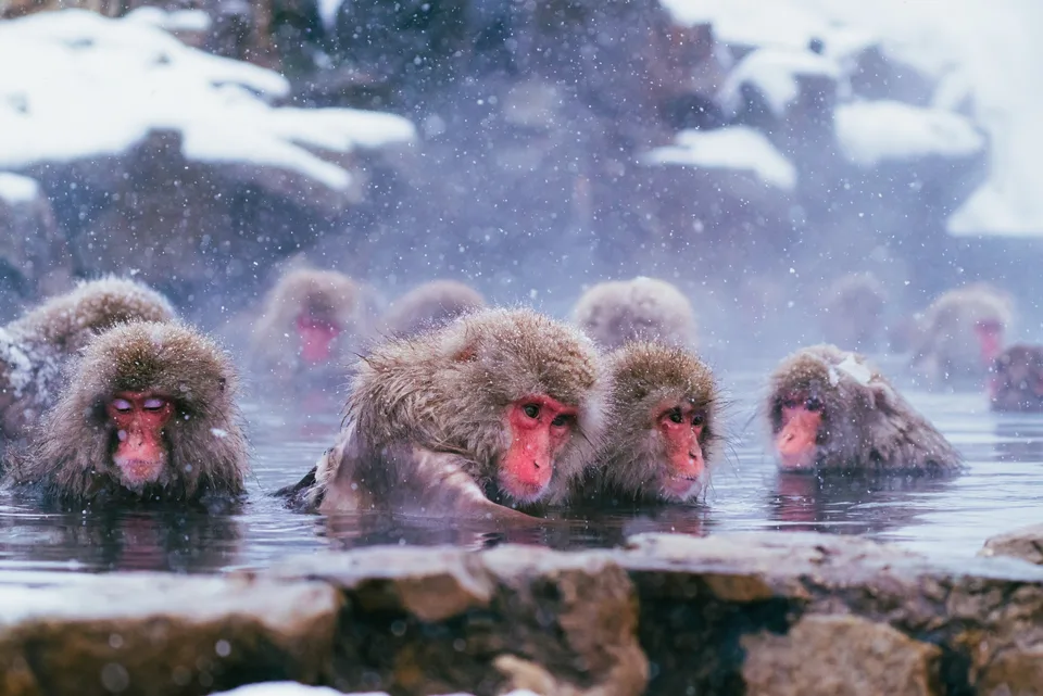 Japanese macaques sitting close together in a steaming pool as snow falls at Jigokudani
