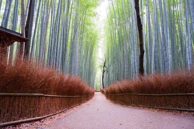 Arashiyama Experiences & Activities