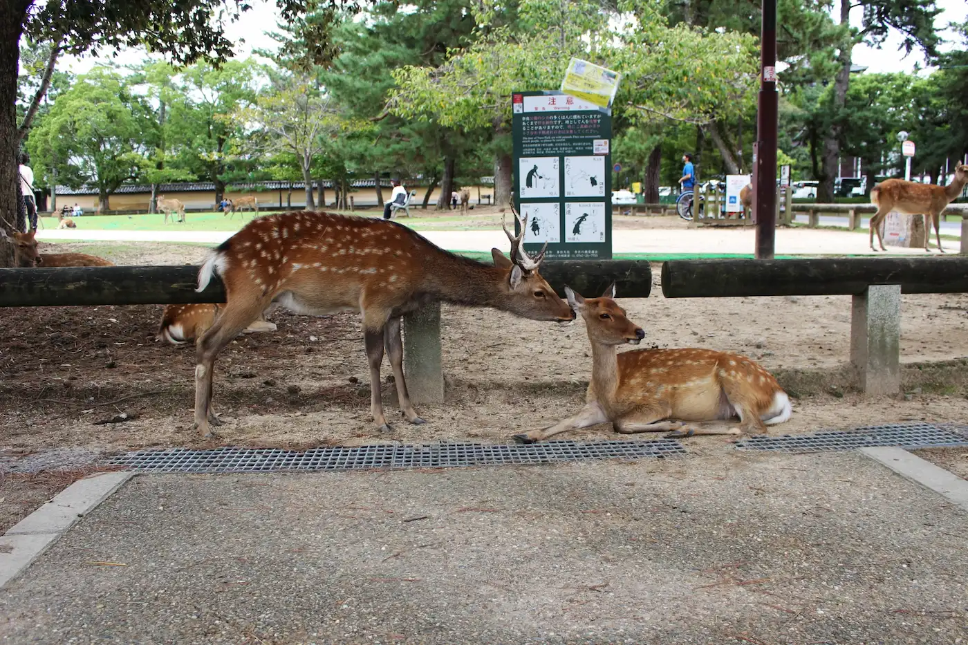 Two sika deer beside an official feeding-etiquette sign in Nara Park, with more deer grazing under the trees behind them.