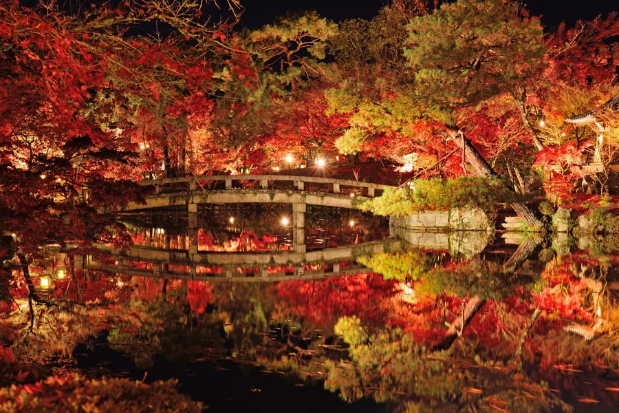 Illuminated red and orange autumn leaves, a stone bridge and a leaning pine tree reflect in a dark pond at Eikando at night.