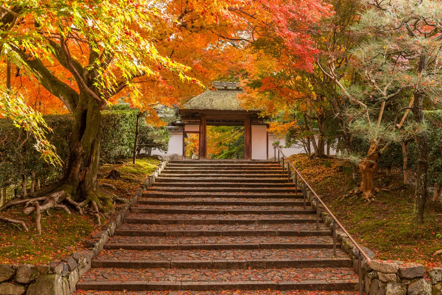 Stone steps scattered with leaves lead to the thatched gate of Anraku-ji, framed by orange and red maple foliage with a handrail on the right.