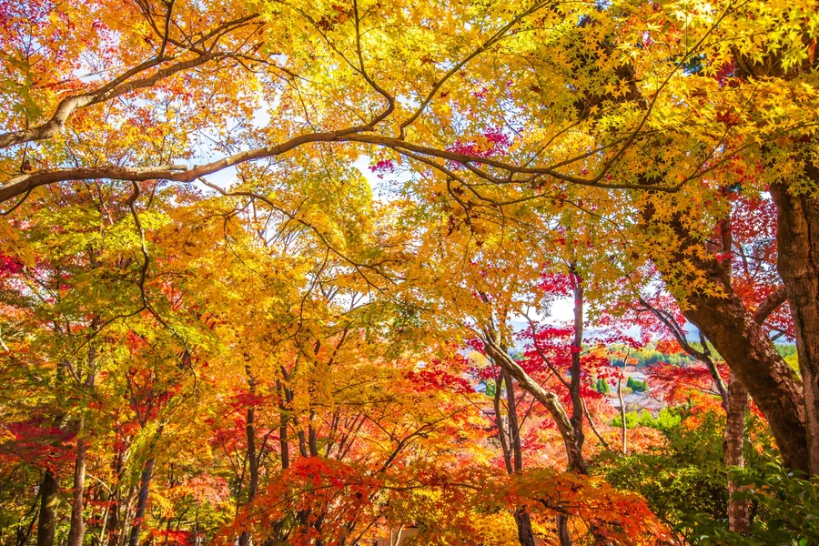 Sunlit yellow and orange maple branches overlap red autumn foliage in the grounds of Jojakko-ji.