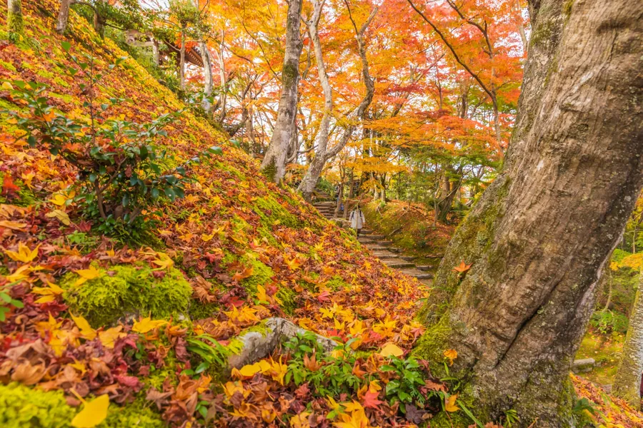 A stone stairway runs between mossy slopes covered with fallen autumn leaves and large tree trunks at Jojakko-ji.