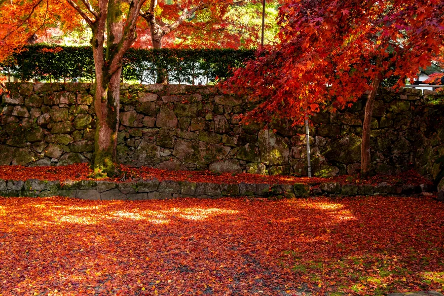 Red maple leaves cover the ground beneath trees beside a stone wall at Nanzen-ji.