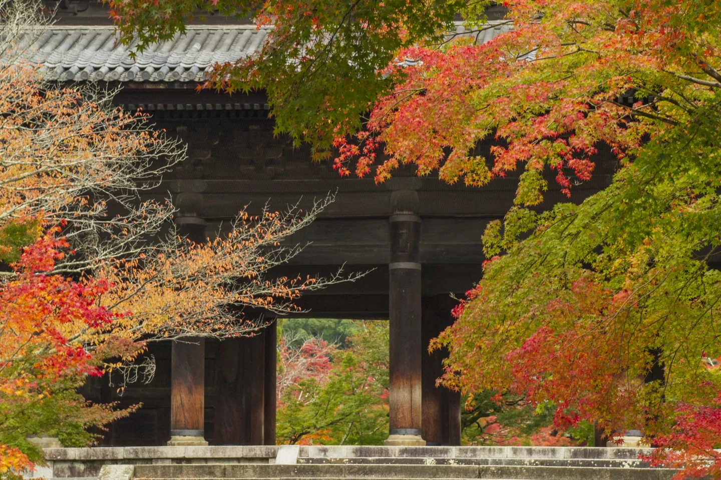 Red, yellow and green autumn leaves frame the dark wooden Sanmon gate at Nanzen-ji.