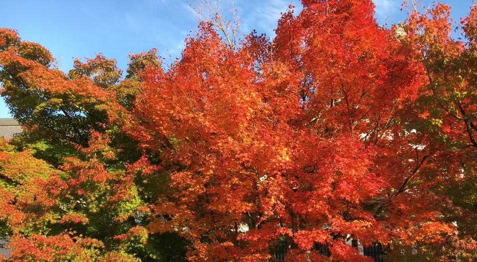 Bright red and orange maple leaves fill the foreground beneath a blue sky at Tofuku-ji, with green foliage to the left and parts of temple buildings behind.
