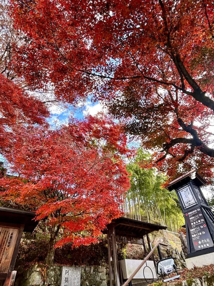 Red maple leaves above a wooden building and sign in Magome