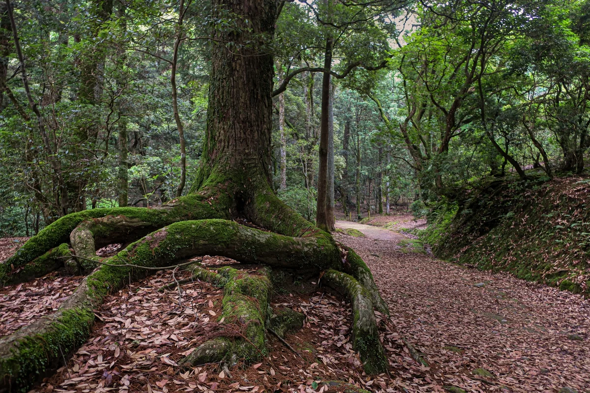 Large tree roots and moss beside the wooded Naka-no-Negimichi path