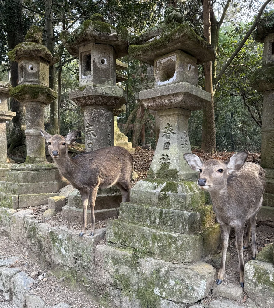 Two deer standing beside moss-covered stone lanterns inscribed with Kasuga Shrine's name