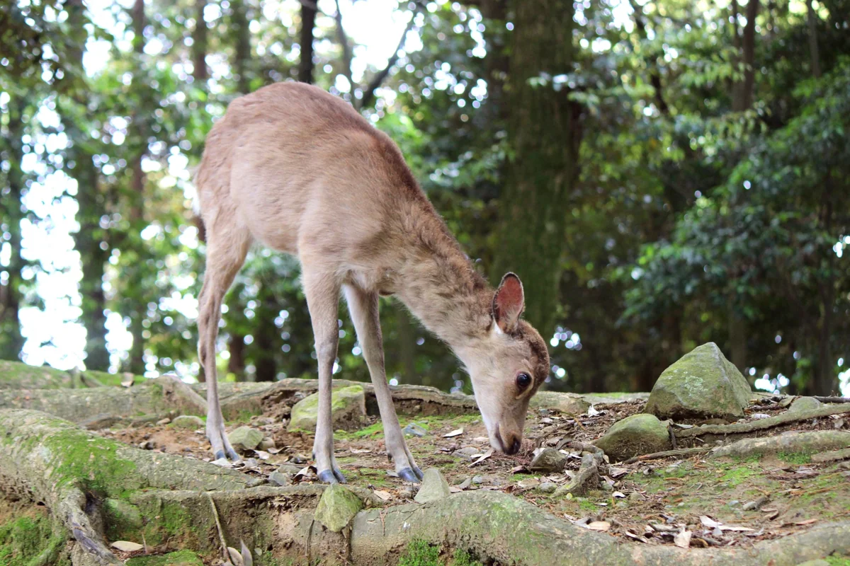 A wild deer grazing beside tree roots and stones in Nara