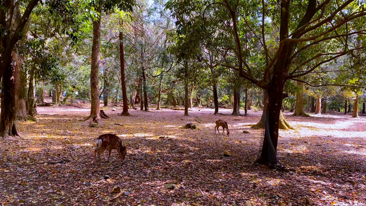 Deer grazing beneath trees in a wooded part of Nara Park