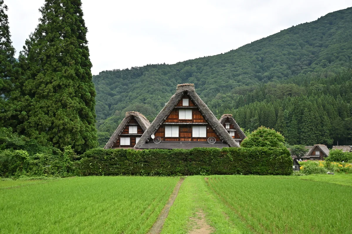 A steep-roofed thatched house behind green rice fields in Shirakawa-go