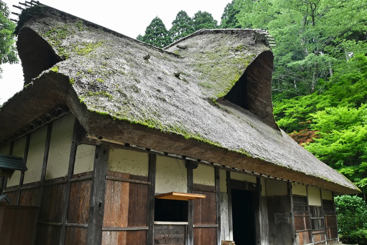 Close view of a moss-covered thatched roof and timber walls in Shirakawa-go