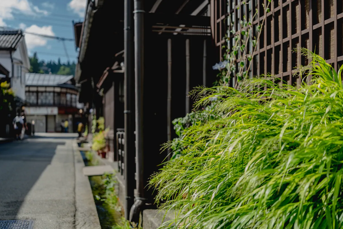 Wooden latticework and roadside greenery beside an old street in Takayama