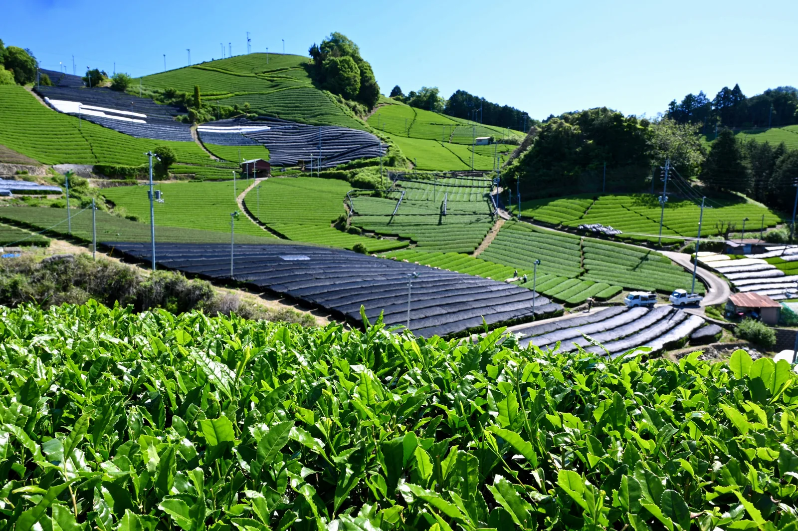 Curving rows of tea bushes on green hills, with some rows covered by dark shade cloth