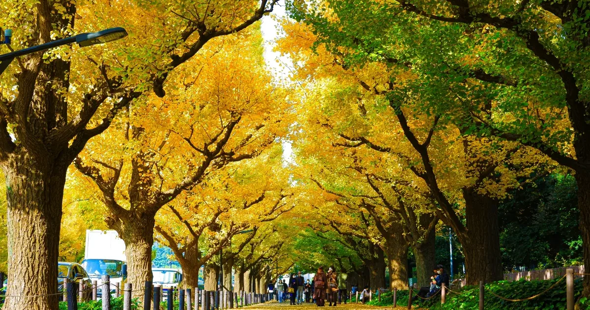 Yellow ginkgo leaves above a tree-lined pedestrian path